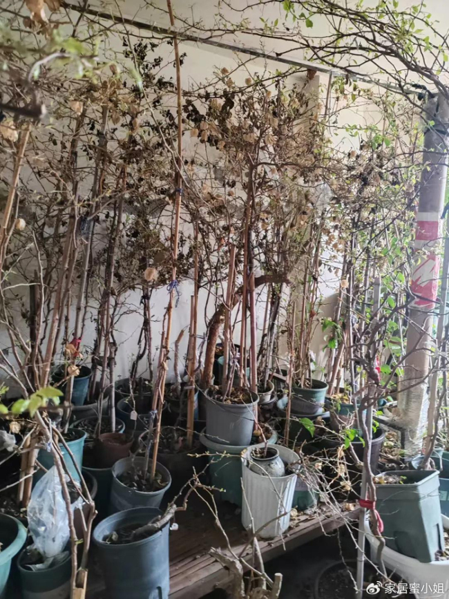 浙江一29岁太太,因“三角梅盘丝洞”而走红,那叫一个壮观,晒晒 养花尽头的美