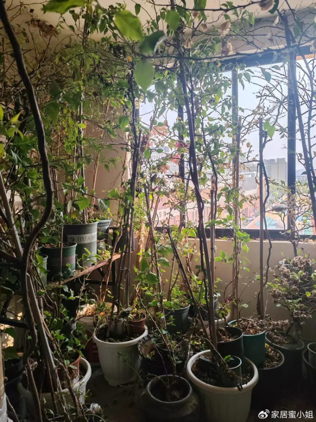 浙江一29岁太太,因“三角梅盘丝洞”而走红,那叫一个壮观,晒晒 养花尽头的美