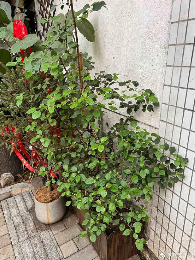 浙江一29岁太太,因“三角梅盘丝洞”而走红,那叫一个壮观,晒晒 养花尽头的美