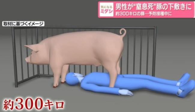 日本男子给猪打疫苗疑似被压身亡