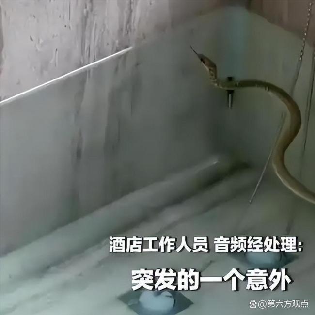 酒店温泉池内突然出现一条蛇