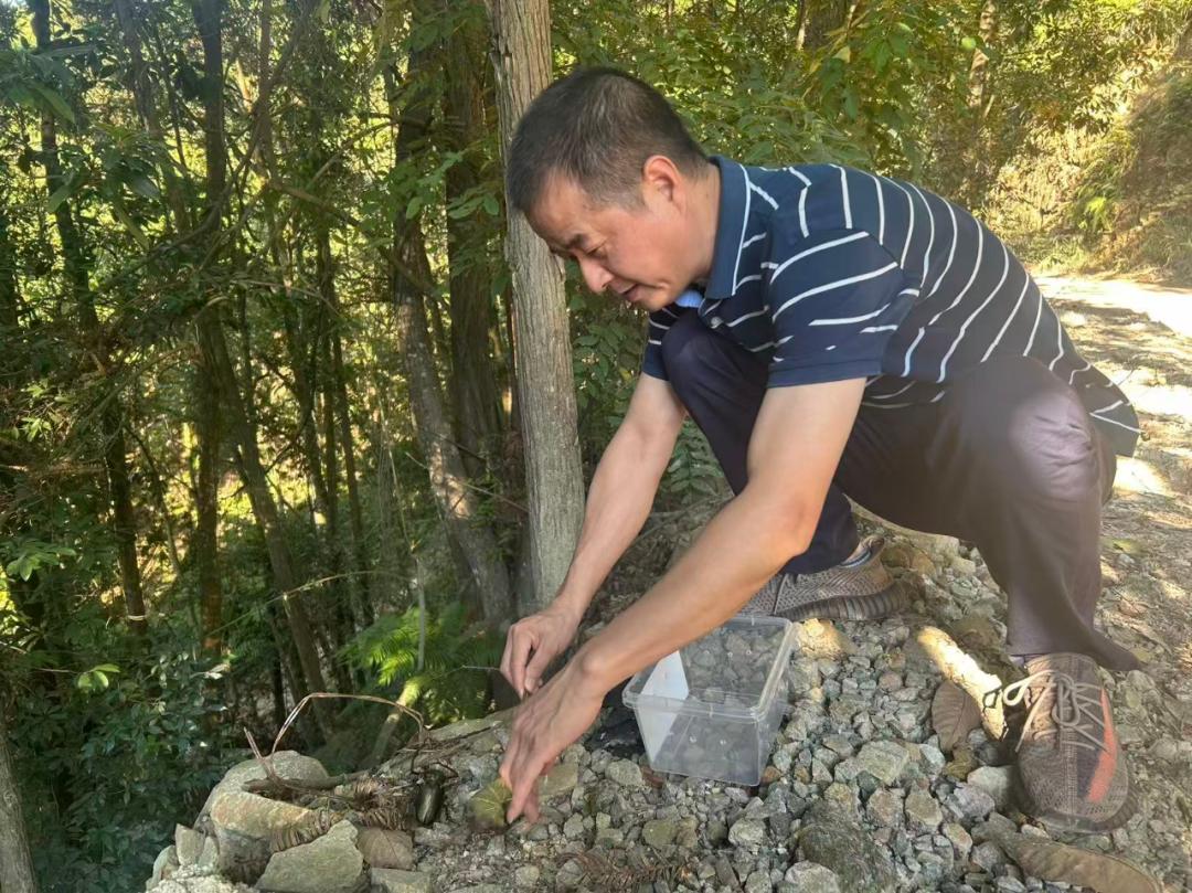 三明村民在路边发现奇特昆虫!竟是“昆虫界大熊猫”