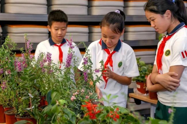 北京小学生种的鲜花将扮靓长安街 汇聚市民心意祝福祖国