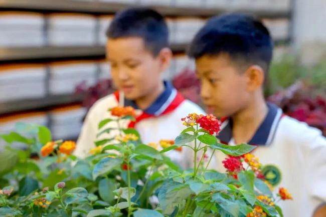 北京小学生种的鲜花将扮靓长安街 汇聚市民心意祝福祖国