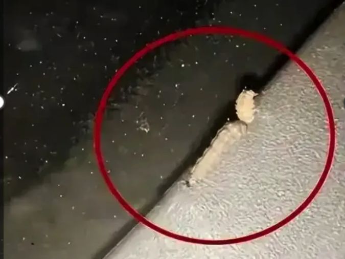 多地路边车辆惊现圆形小洞,边缘光滑,“作案凶手”竟是夜蛾幼虫