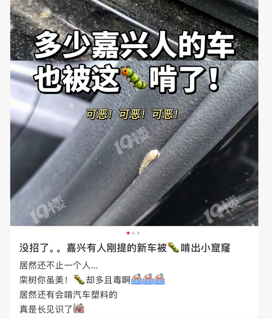 多地路边车辆惊现圆形小洞,边缘光滑,“作案凶手”竟是夜蛾幼虫