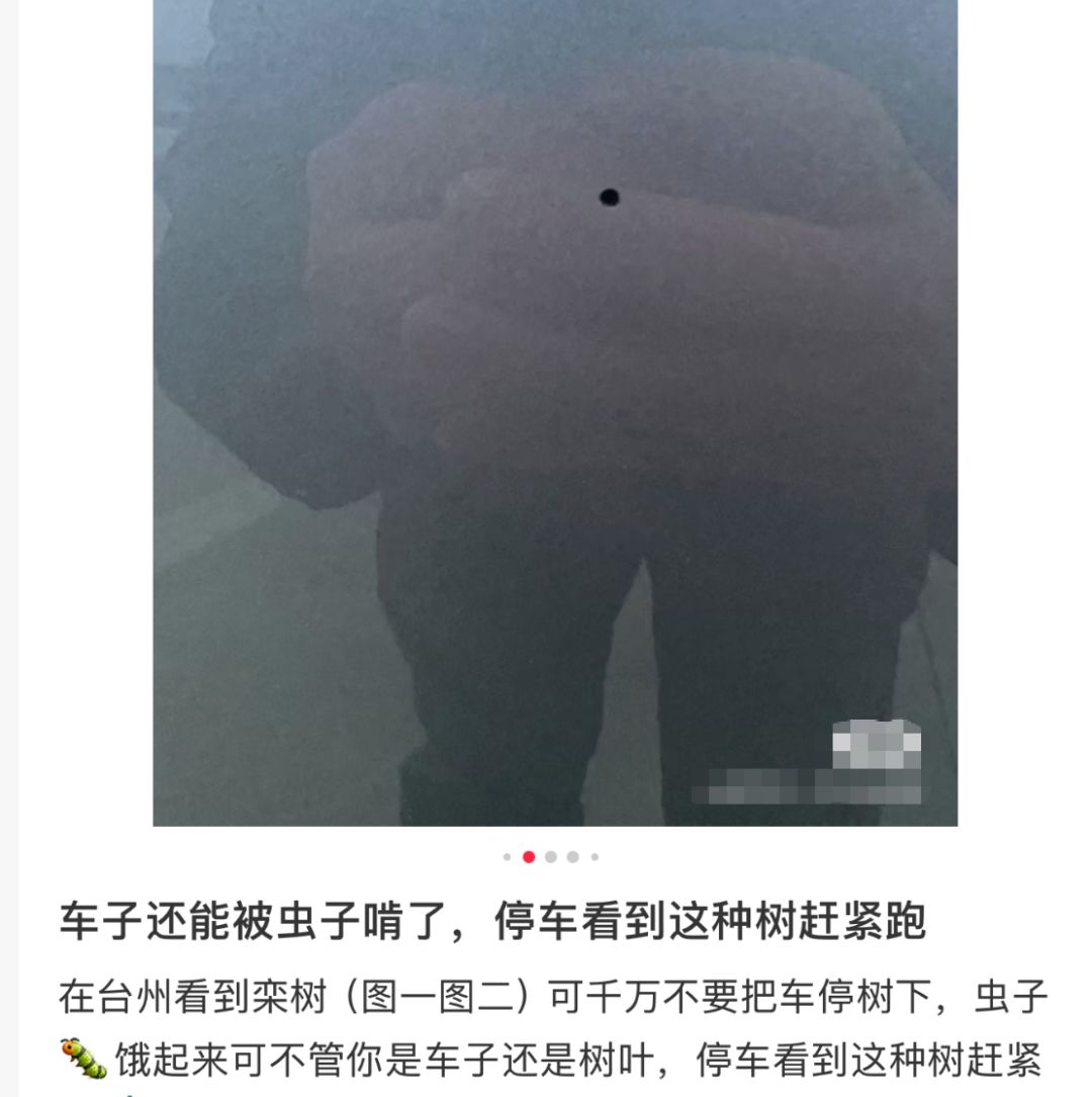 多地路边车辆惊现圆形小洞,边缘光滑,“作案凶手”竟是夜蛾幼虫