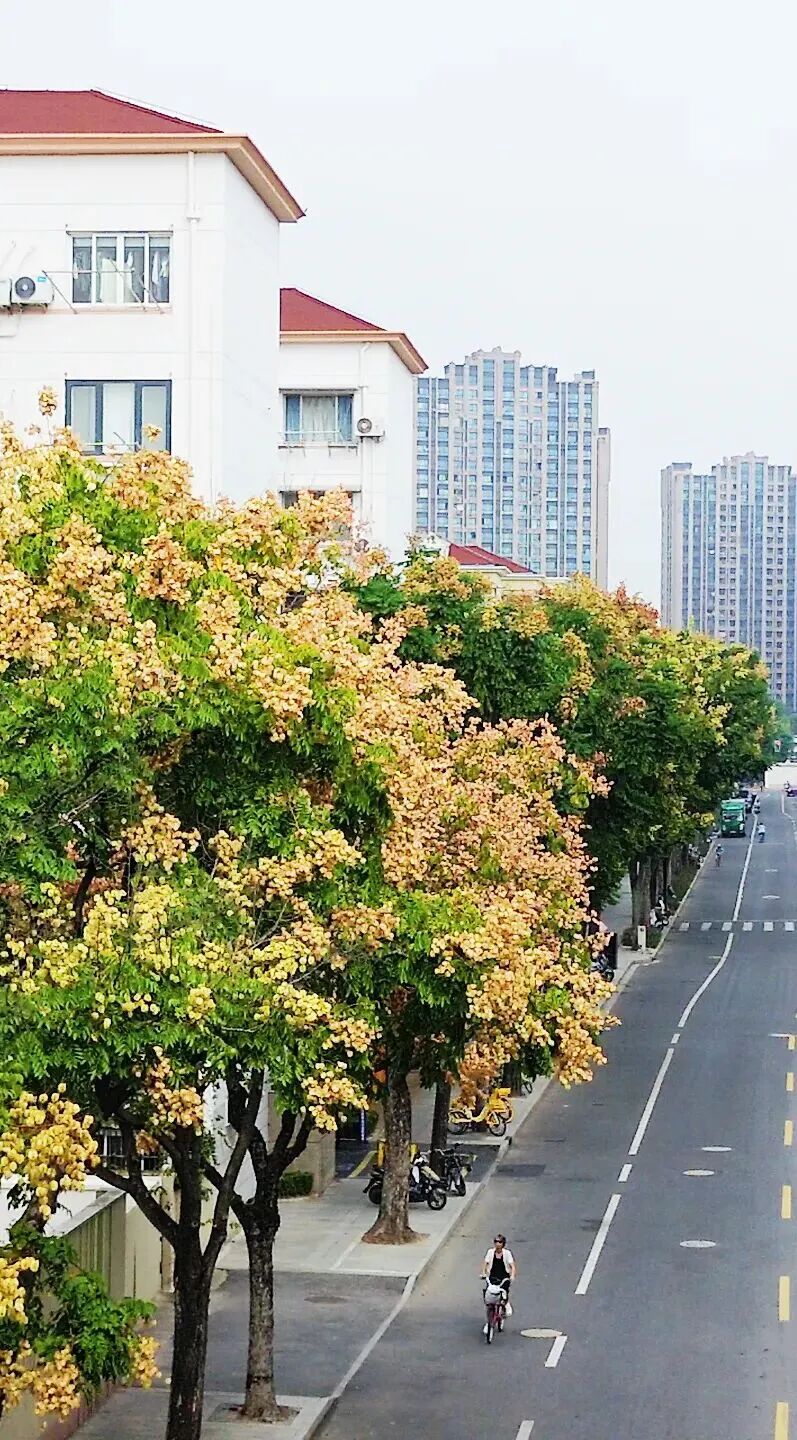 多地路边车辆惊现圆形小洞,边缘光滑,“作案凶手”竟是夜蛾幼虫