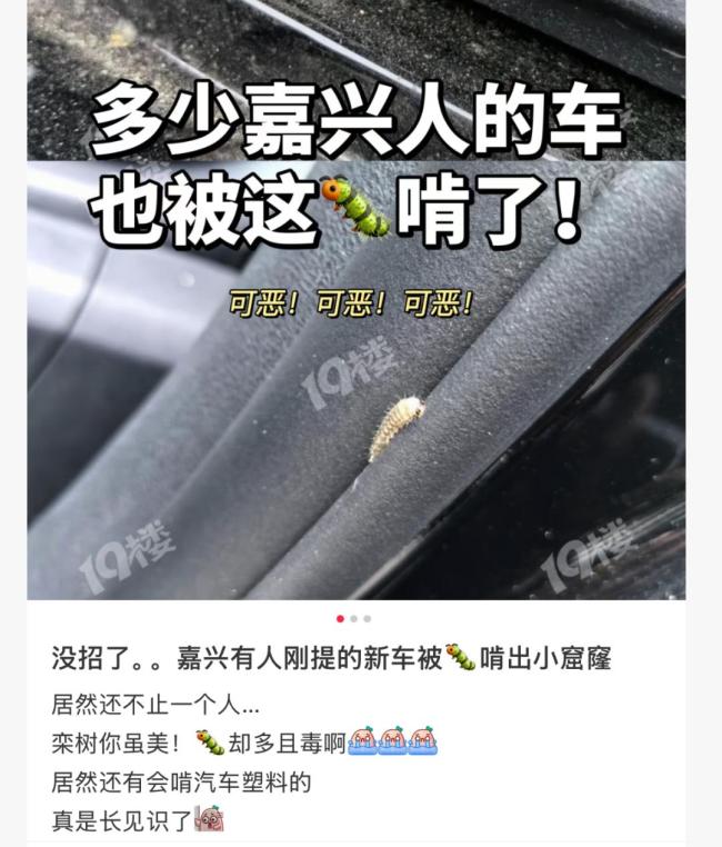 车上莫名其妙出现小圆洞 夜蛾幼虫“作案”