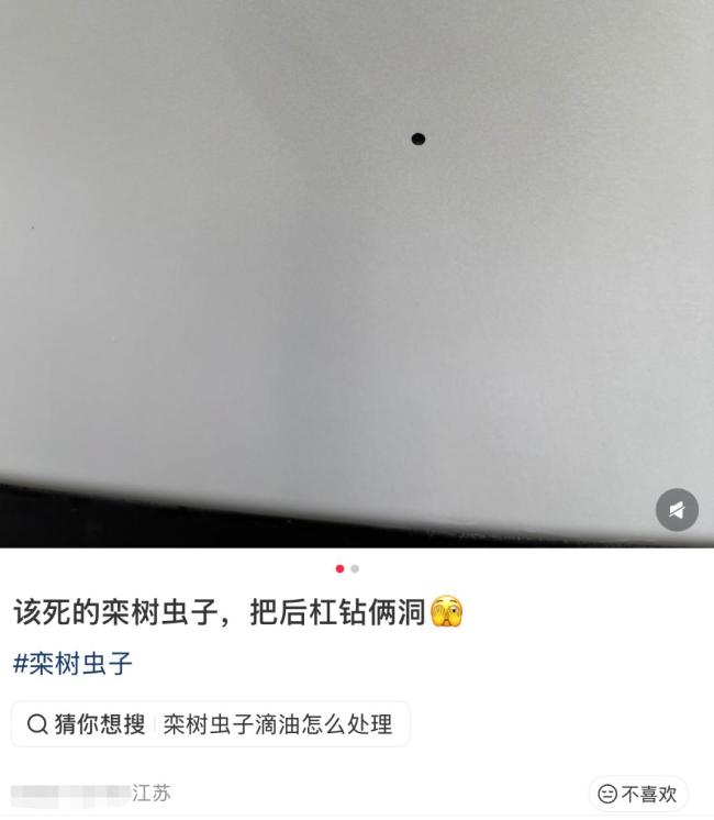 车上莫名其妙出现小圆洞 夜蛾幼虫“作案”
