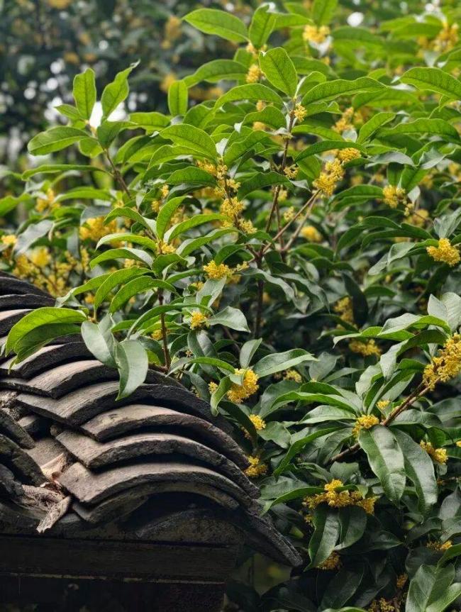 新台风“舒力基”生成!浙江大降温时间定了 秋分后气温起伏明显