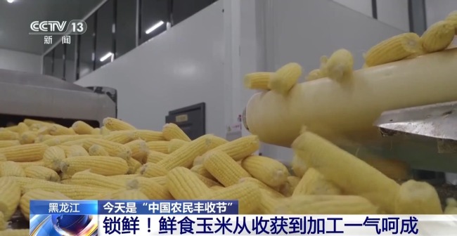 秸秆变饲料一地双收 小小鲜食玉米撑起增收大产业