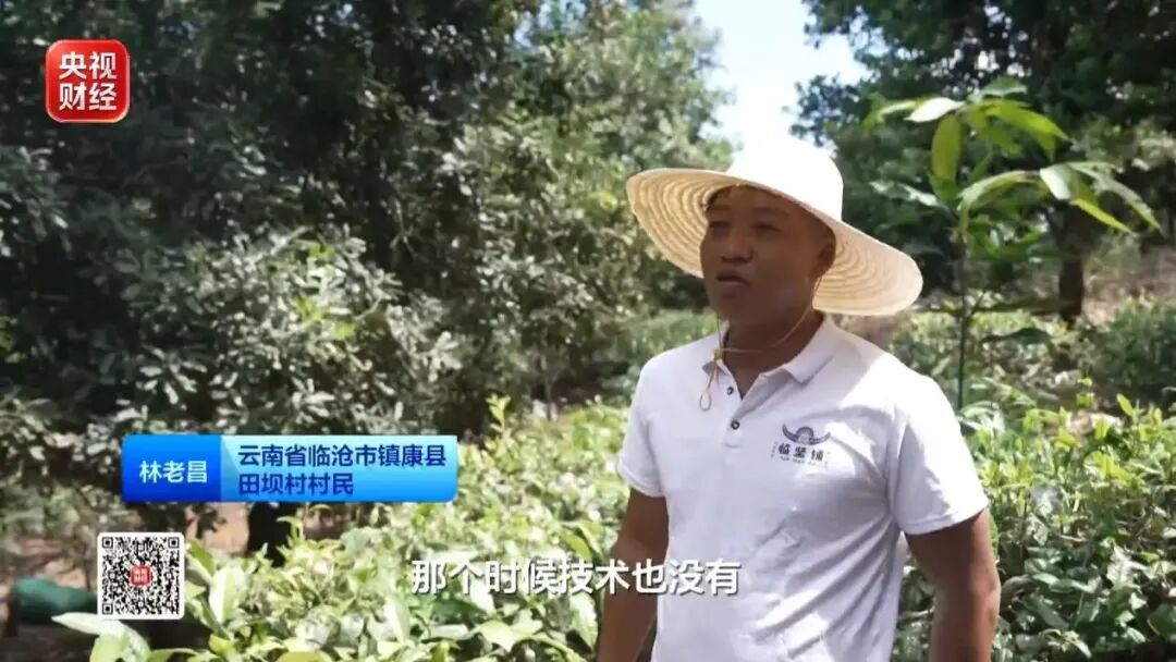 爆单!全球三分之一夏威夷果,产自中国这个小城!