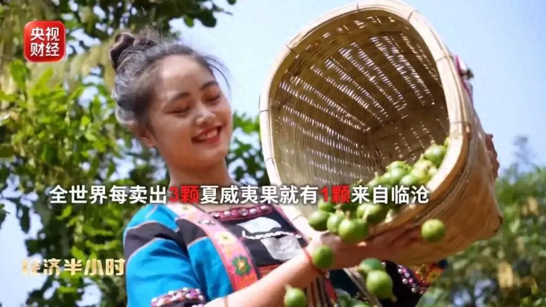 爆单!全球三分之一夏威夷果,产自中国这个小城!