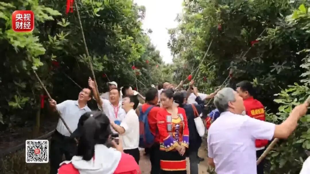 爆单!全球三分之一夏威夷果,产自中国这个小城!