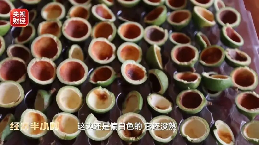 爆单!全球三分之一夏威夷果,产自中国这个小城!