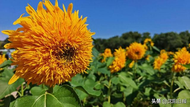沈阳北陵红墙撞上万株秋菊
