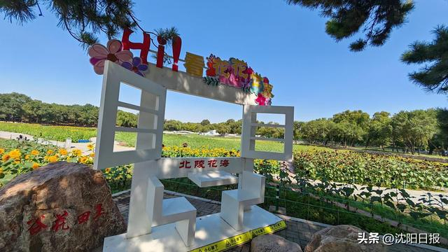 沈阳北陵红墙撞上万株秋菊 秋日秘境惊艳亮相