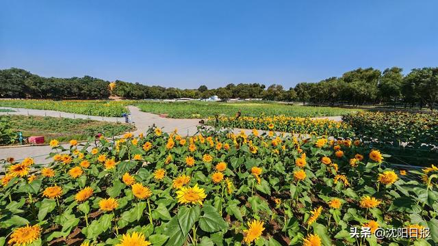 沈阳北陵红墙撞上万株秋菊 秋日秘境惊艳亮相