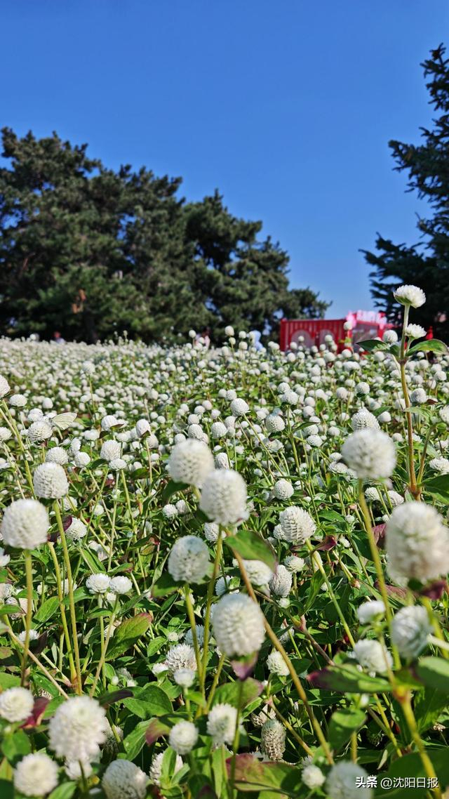 沈阳北陵红墙撞上万株秋菊 秋日秘境惊艳亮相