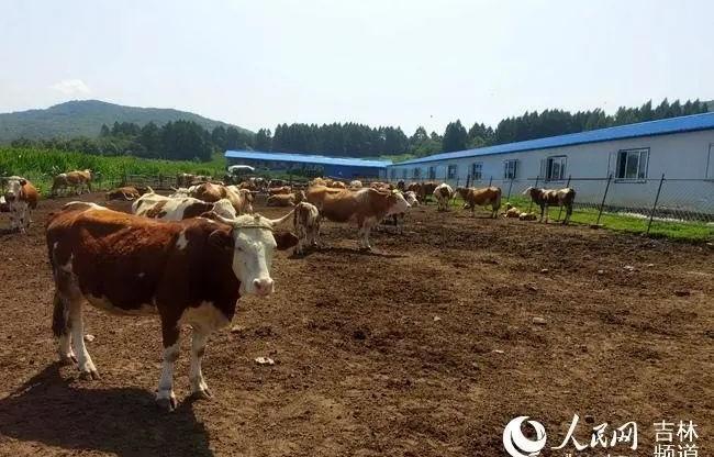 牛棚少了头牛主人调监控惊呆了 牛比导航还聪明