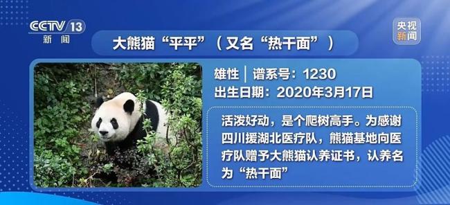 大熊猫“平平”“福双”抵达美国