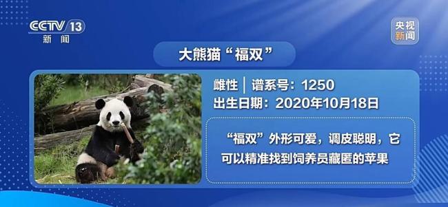 大熊猫“平平”“福双”抵达美国 开启十年旅居生活