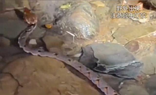 男子摸螺蛳被剧毒五步蛇咬脚踝