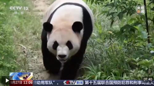 大熊猫平平福双启程赴美