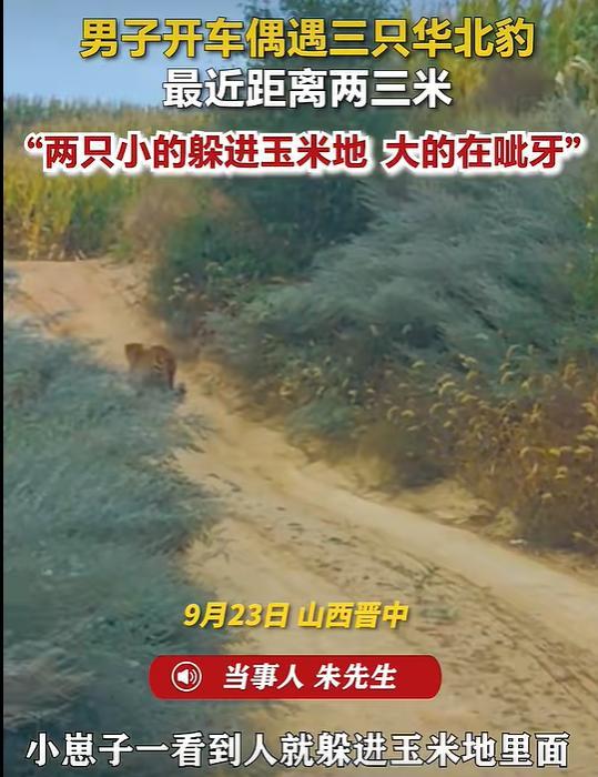 男子开车偶遇1大2小华北豹