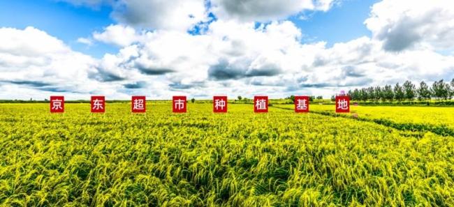 2026年首批五常大米启运全国 产量创历史新高