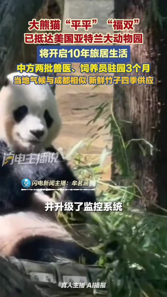 大熊猫“平平”福双“抵达美国