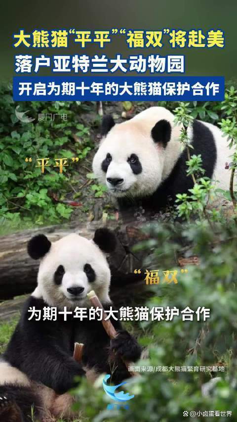大熊猫赴美箱子里有回国车票