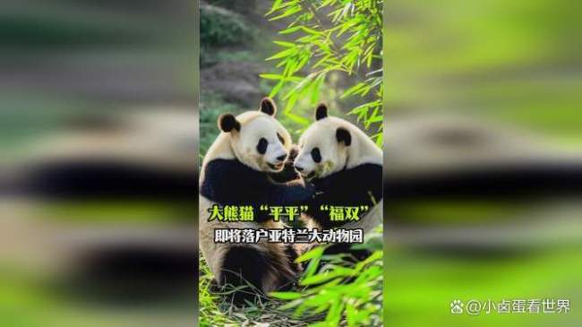大熊猫赴美箱子里有回国车票 特别的行李清单