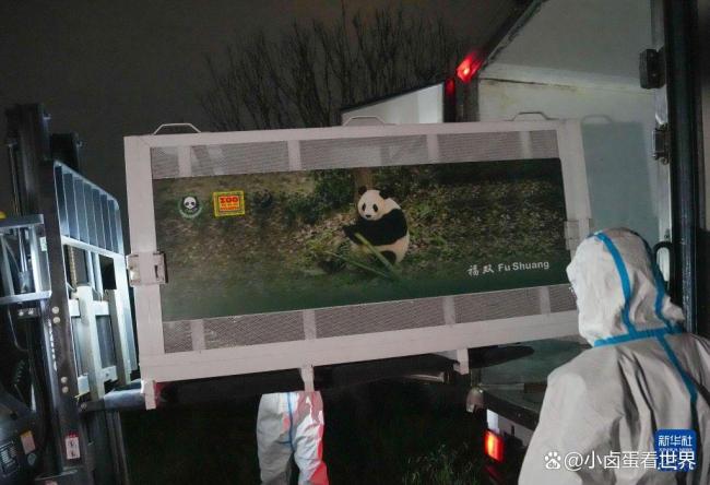 大熊猫赴美箱子里有回国车票 特别的行李清单