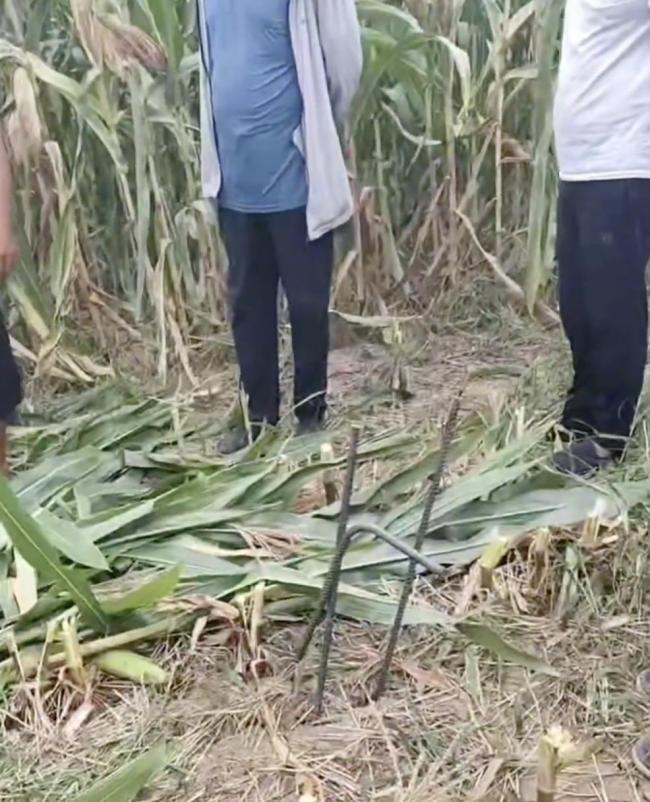 多根钢筋被绑玉米杆上致收割机受损