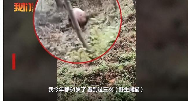 宝鸡市民山林偶遇大熊猫