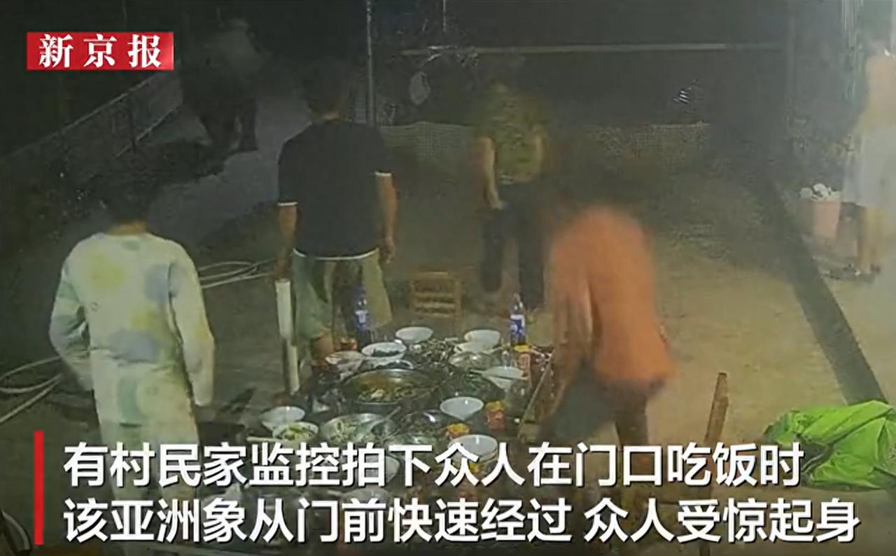 亚洲象夜过普洱村寨 监测员提醒严禁靠近围观驱赶亚洲象