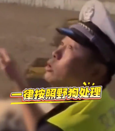 未牵绳犬只被撞交警称按野狗处理 网友表示:点赞交警,有理有据