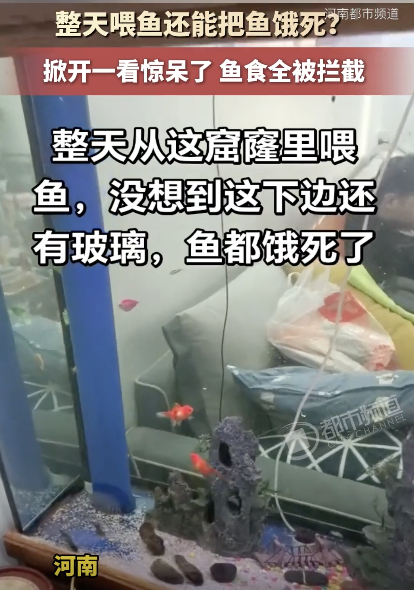 男子喂鱼把鱼饿死发现鱼粮被拦 意外引发热议