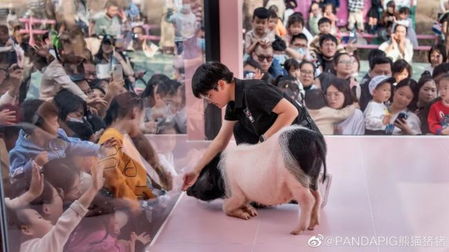 8888元一晚爆火猪景房已停售 噱头背后的真相