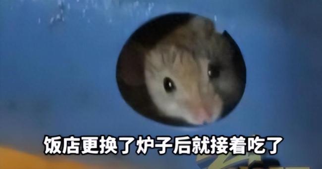 火锅吃一半卡式炉里钻出一老鼠