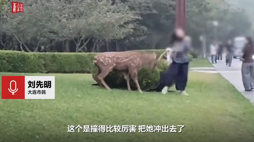 大连一女游客拍照被梅花鹿一头撞倒 目击者称一天看到4起鹿顶人