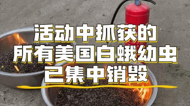 3天抓12万条 毛毛虫为啥这么多 美国白蛾爆发期
