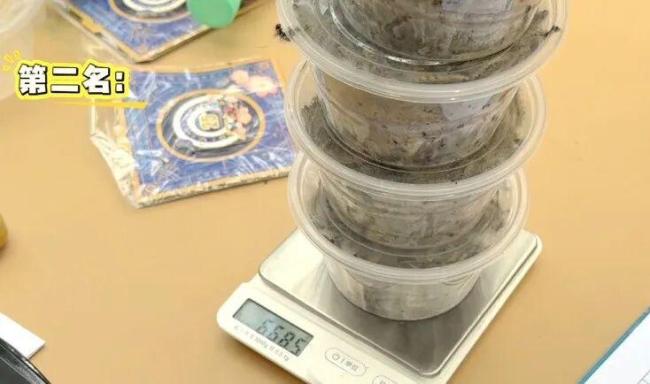 3天抓12万条 毛毛虫为啥这么多 美国白蛾爆发期