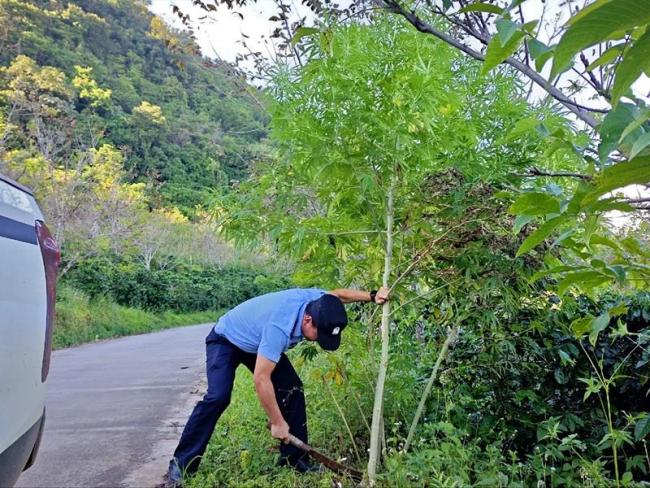 巡逻民警偶遇这种野生植物 当场铲除