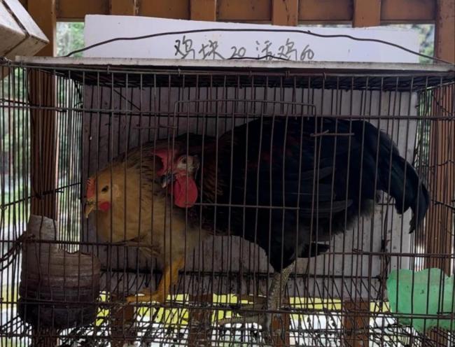 卖活鸡让猛兽撕咬 动物园投喂引争议 血腥表演惹众怒