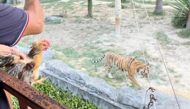 卖活鸡让猛兽撕咬 动物园投喂引争议 血腥表演惹众怒