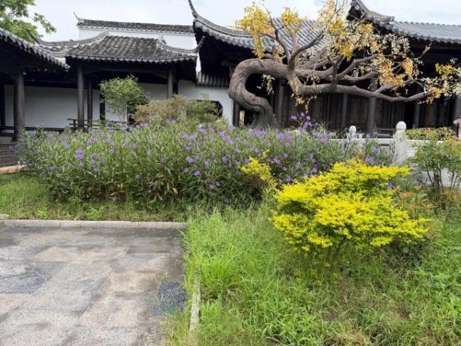 粤产剧《兰香如故》热度口碑双爆 精良制作立标杆