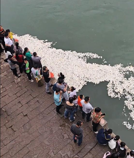 江面漂馒头 观鱼不喂鱼当成游客自觉